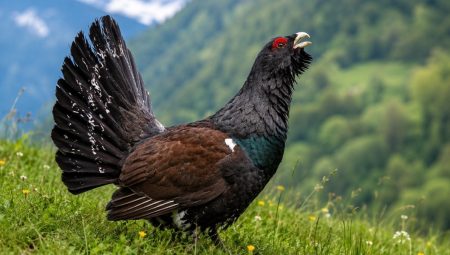 5 milyon dolar harcandı, geriye yalnızca 1 kuş kaldı: Tabiata salınan 30 kuşun yazgısı şaşırttı
