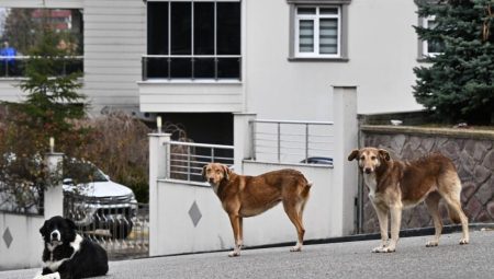 CHP’den köpekler için kanun teklifi: Cezalar artırılsın, sokaklara geri salınsın